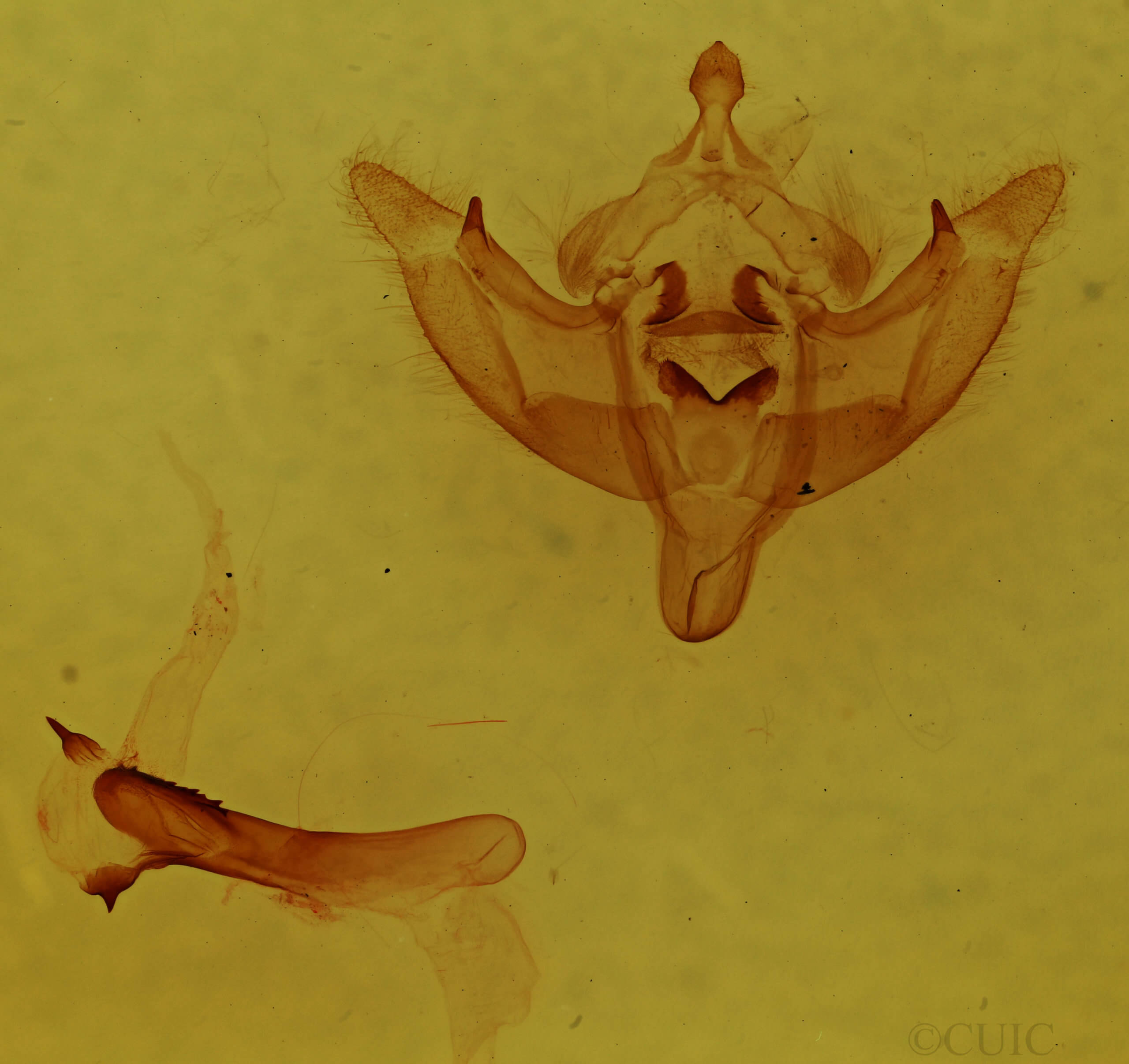 genitalia view of adult Phragmatiphila nexa