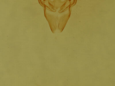 genitalia view of adult Phuphena tura