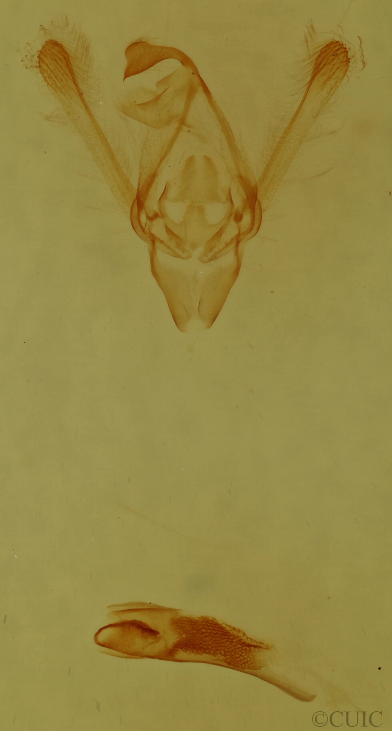 genitalia view of adult Phuphena tura