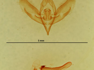 genitalia view of adult Plagiomimicus pityochromus