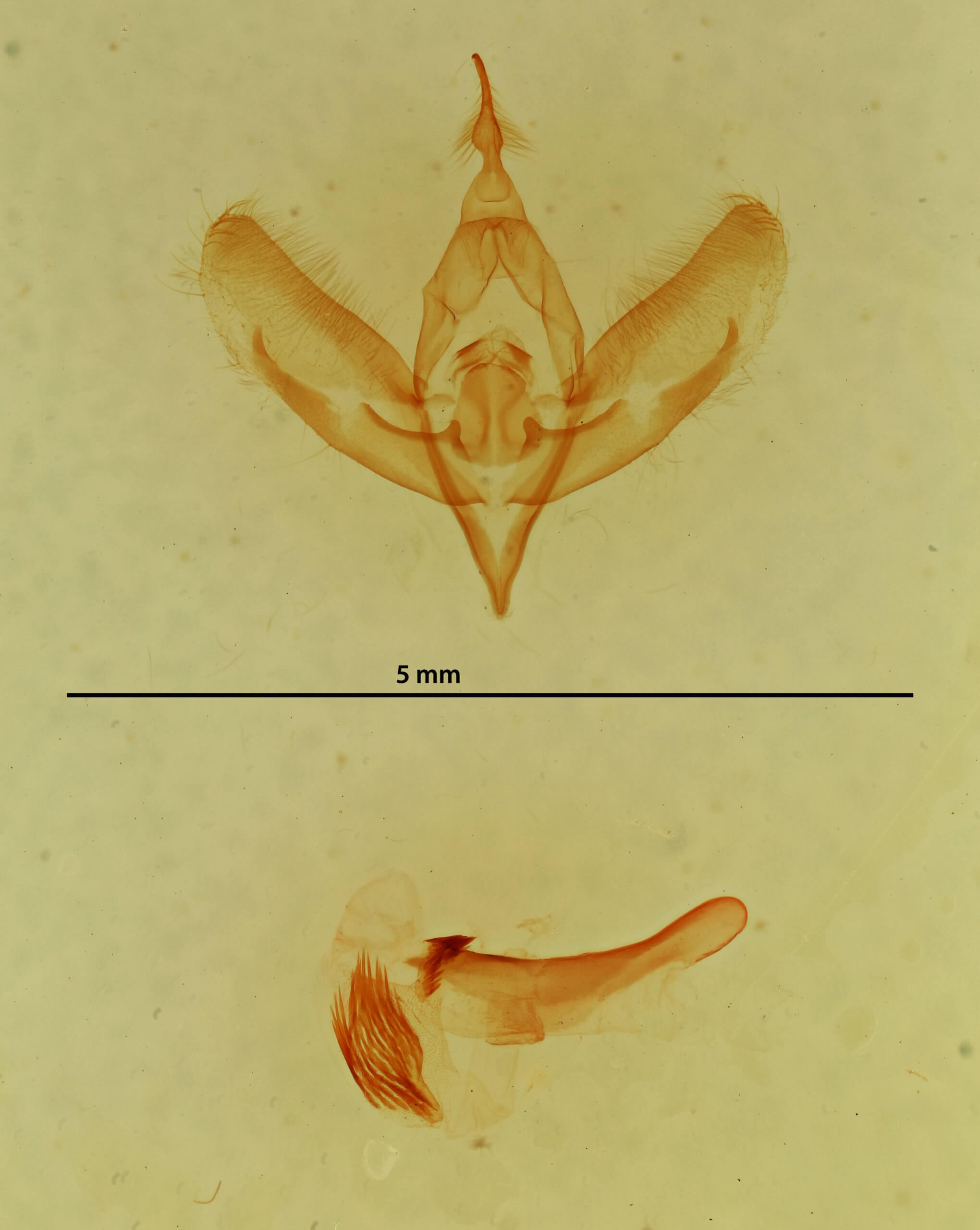 genitalia view of adult Plagiomimicus pityochromus