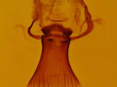 genitalia view of adult Plagodis phlogosaria  purpuraria