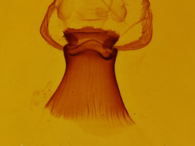 genitalia view of adult Plagodis phlogosaria purpuraria