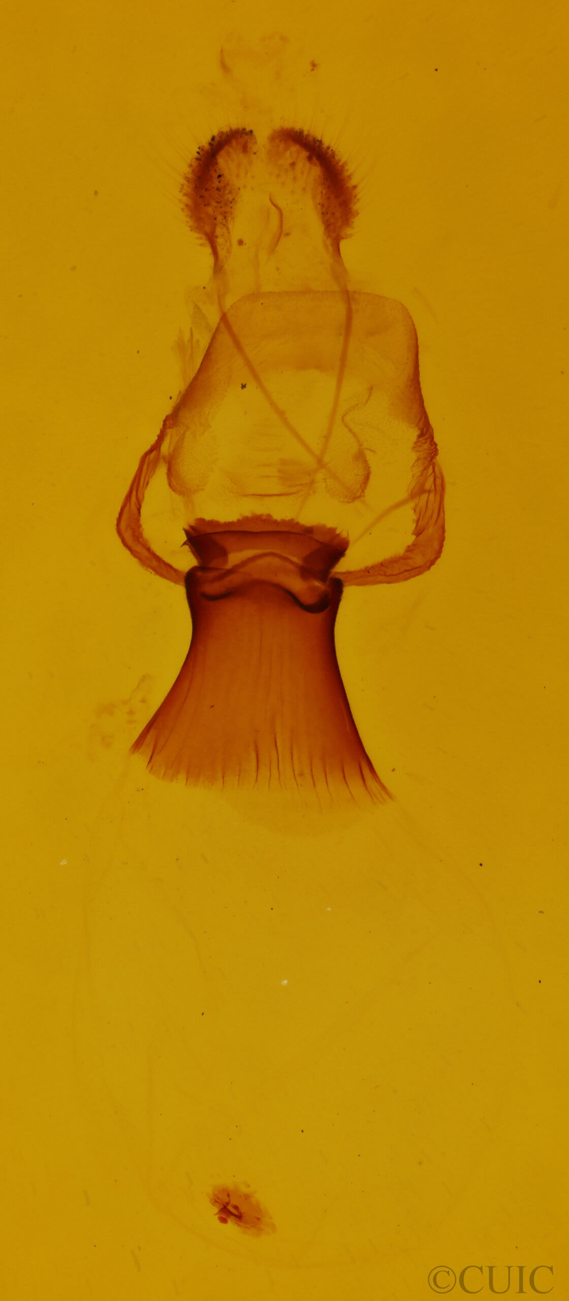 genitalia view of adult Plagodis phlogosaria purpuraria