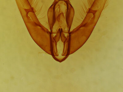 genitalia view of adult Condica claufacta