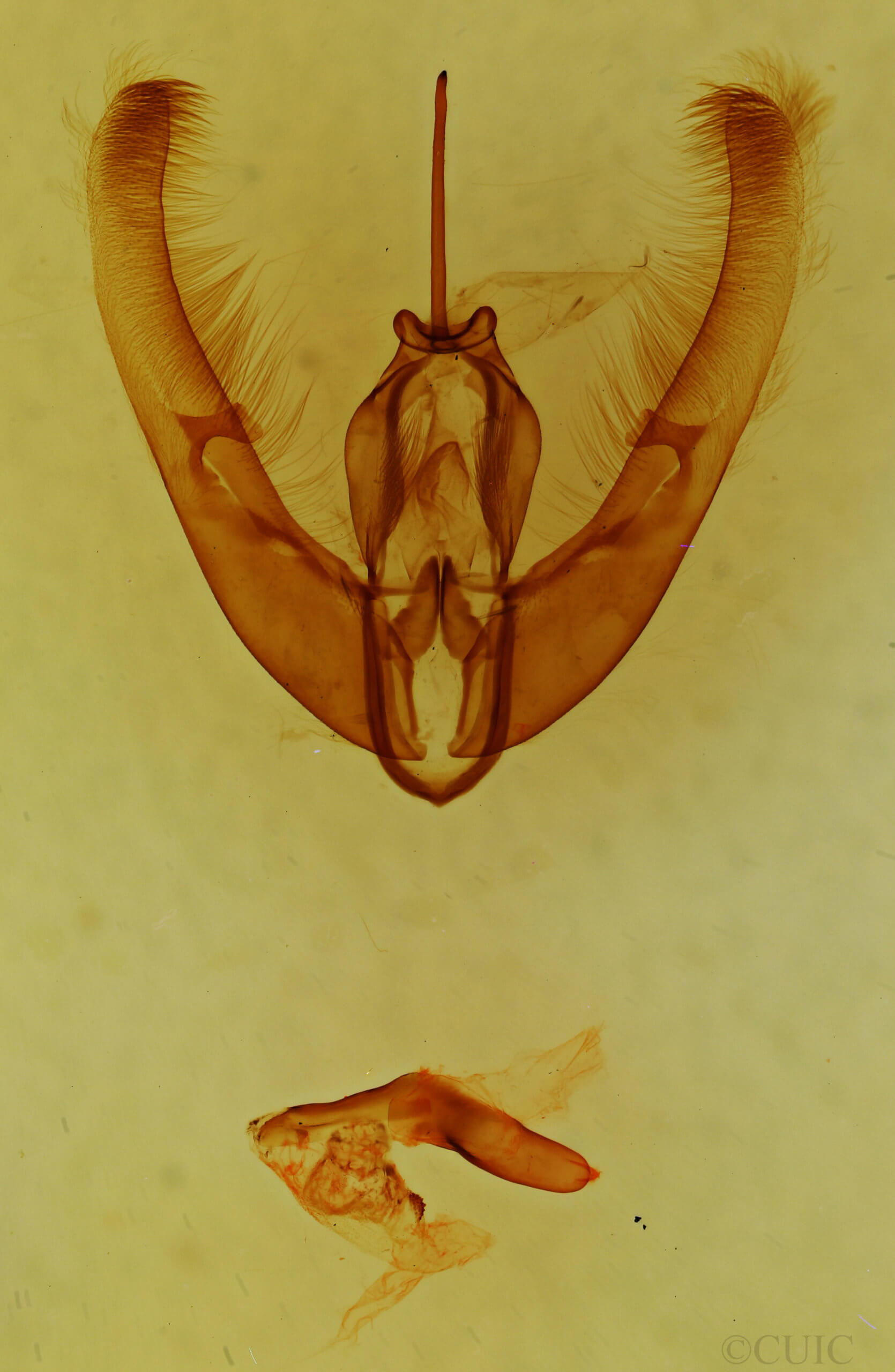 genitalia view of adult Condica claufacta