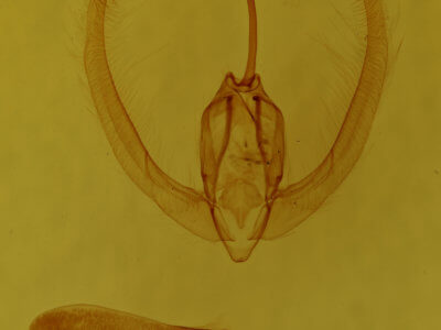 genitalia view of adult Condica mobilis
