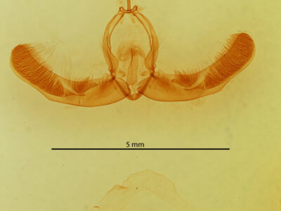 slide view of adult Condica sutor