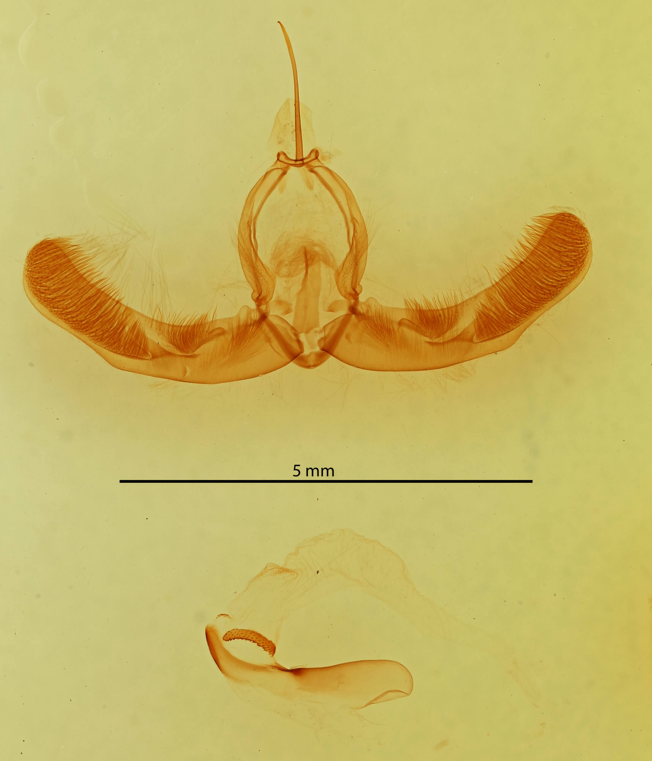 slide view of adult Condica sutor