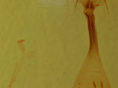 genitalia view of adult Condica sutor