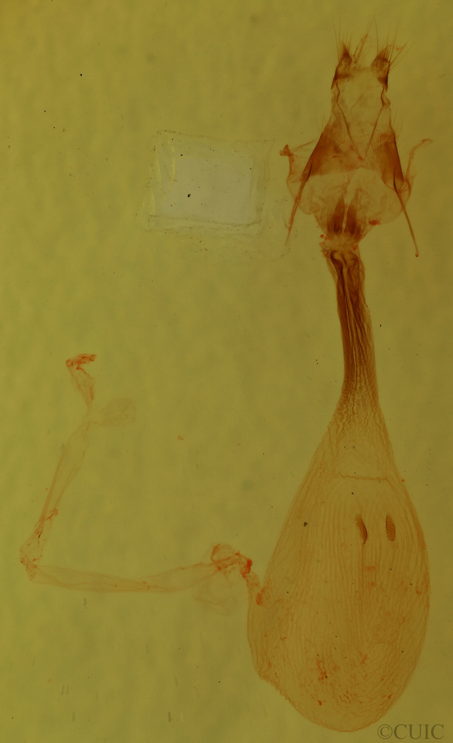 genitalia view of adult Condica sutor