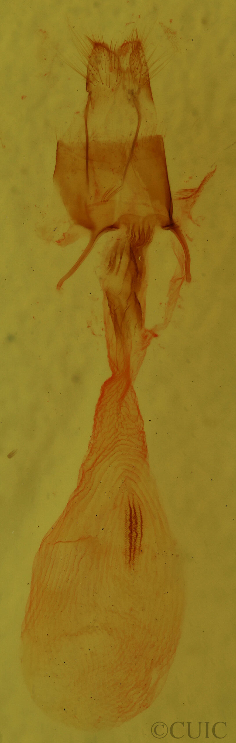 genitalia view of adult Condica vecors