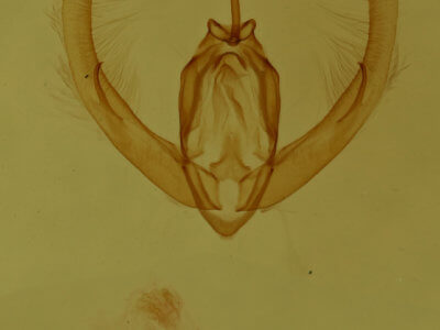 genitalia view of adult Condica videns