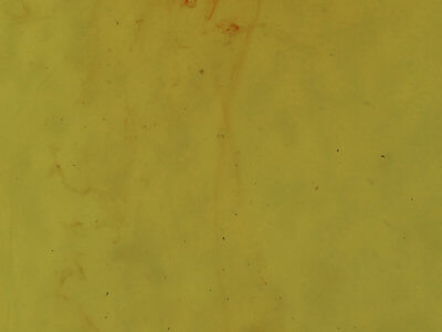 genitalia view of adult Condica videns