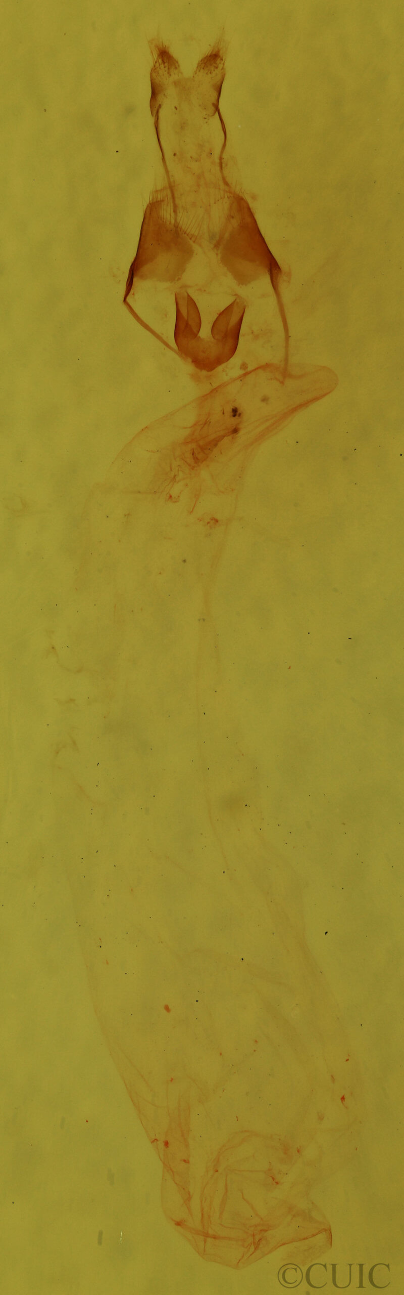 genitalia view of adult Condica videns