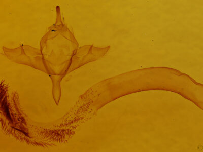 genitalia view of adult Pleromelloida arizonata