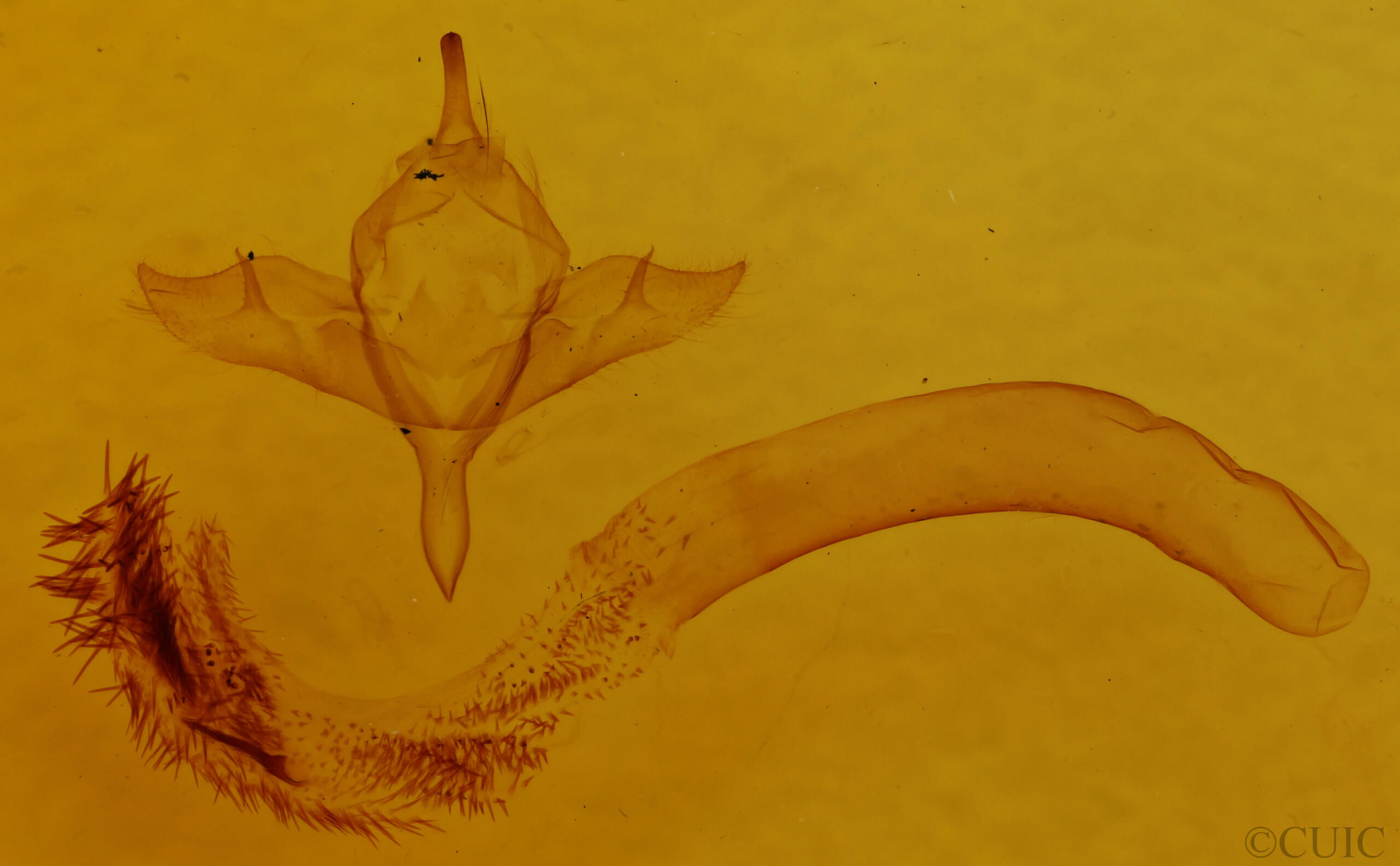 genitalia view of adult Pleromelloida arizonata