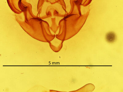 genitalia view of adult Orthodes detracta
