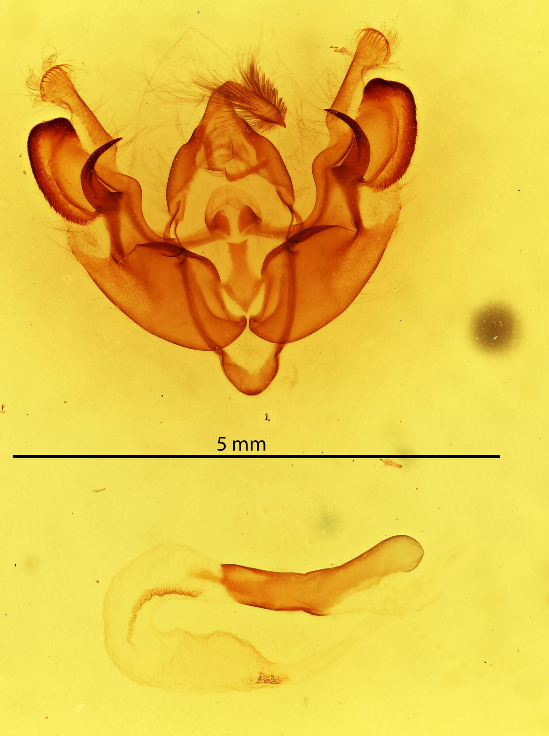 genitalia view of adult Orthodes detracta