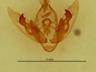 genitalia view of adult Orthodes goodelli