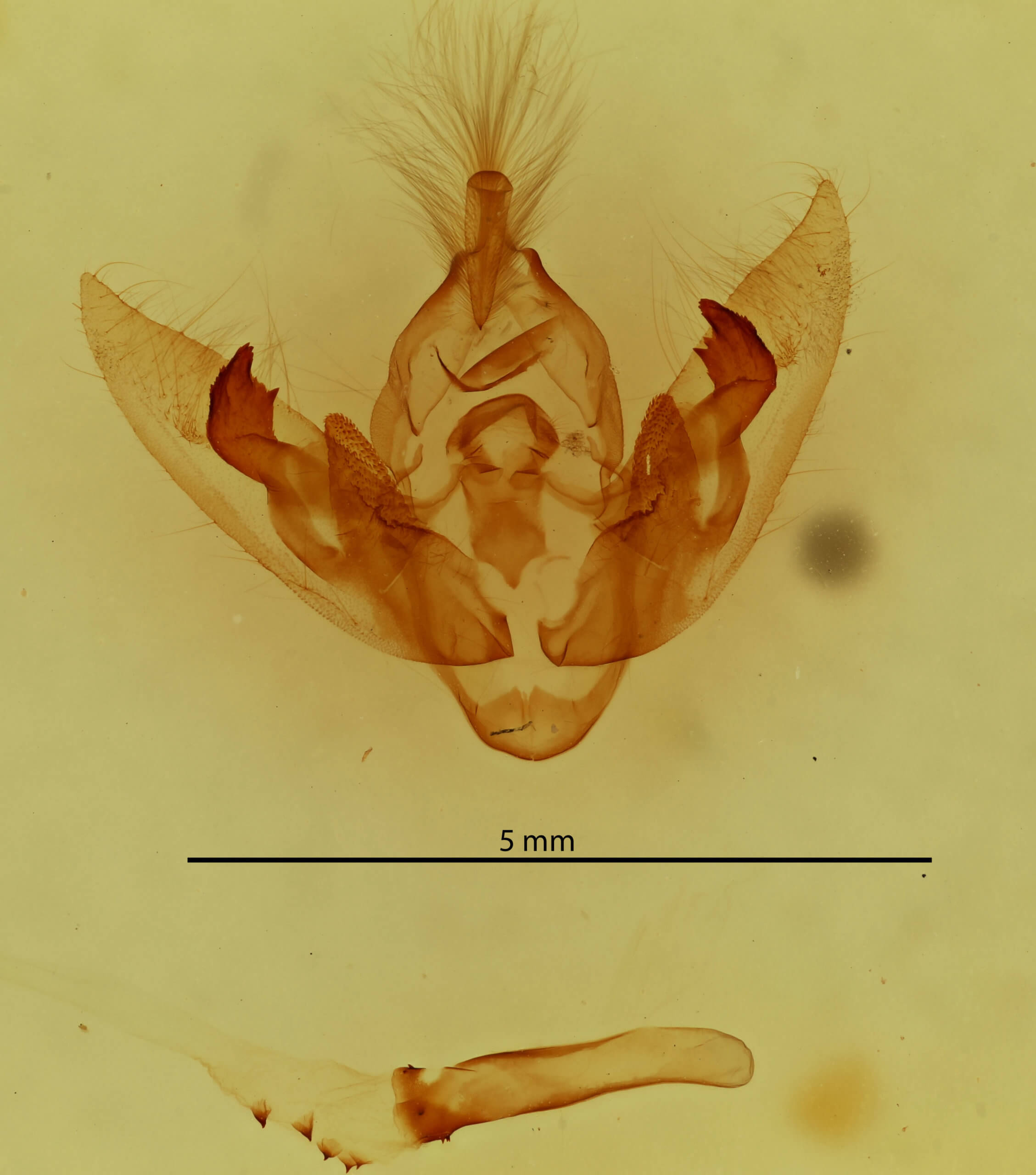 genitalia view of adult Orthodes goodelli