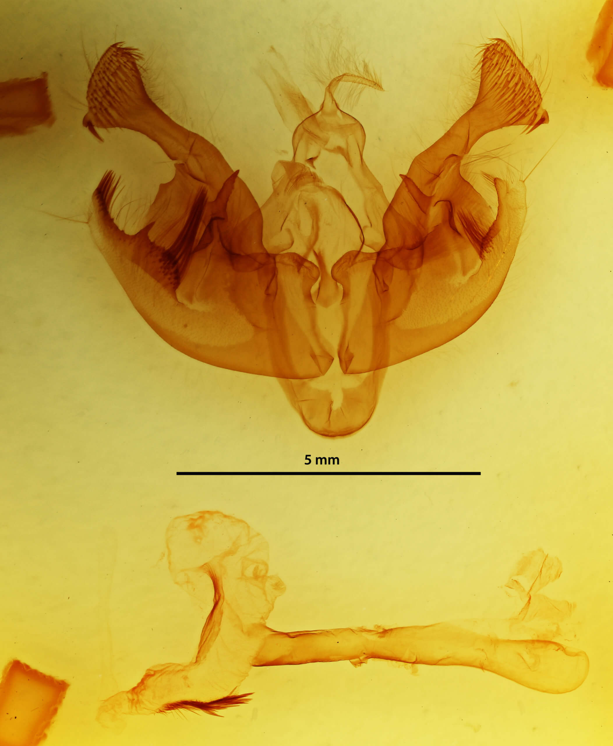 genitalia view of adult Ceramica pisi