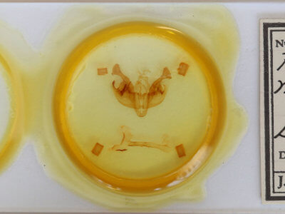 slide view of adult Ceramica pisi