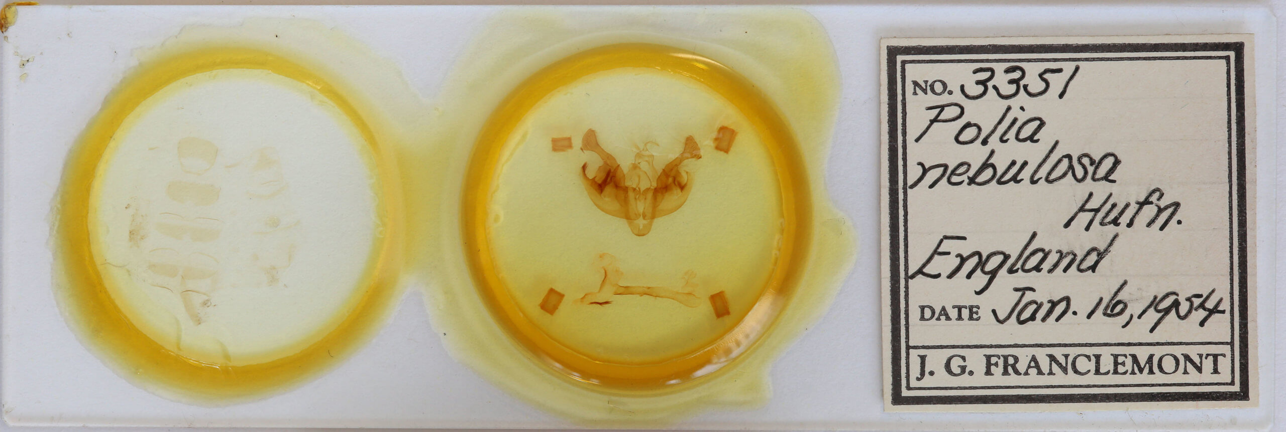 slide view of adult Ceramica pisi