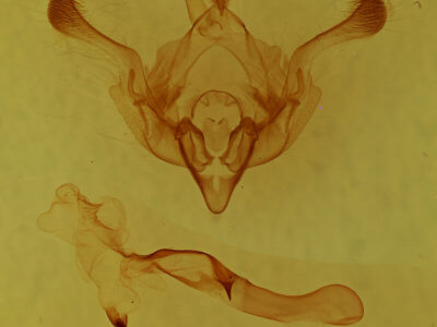 genitalia view of adult Properigea tapeta