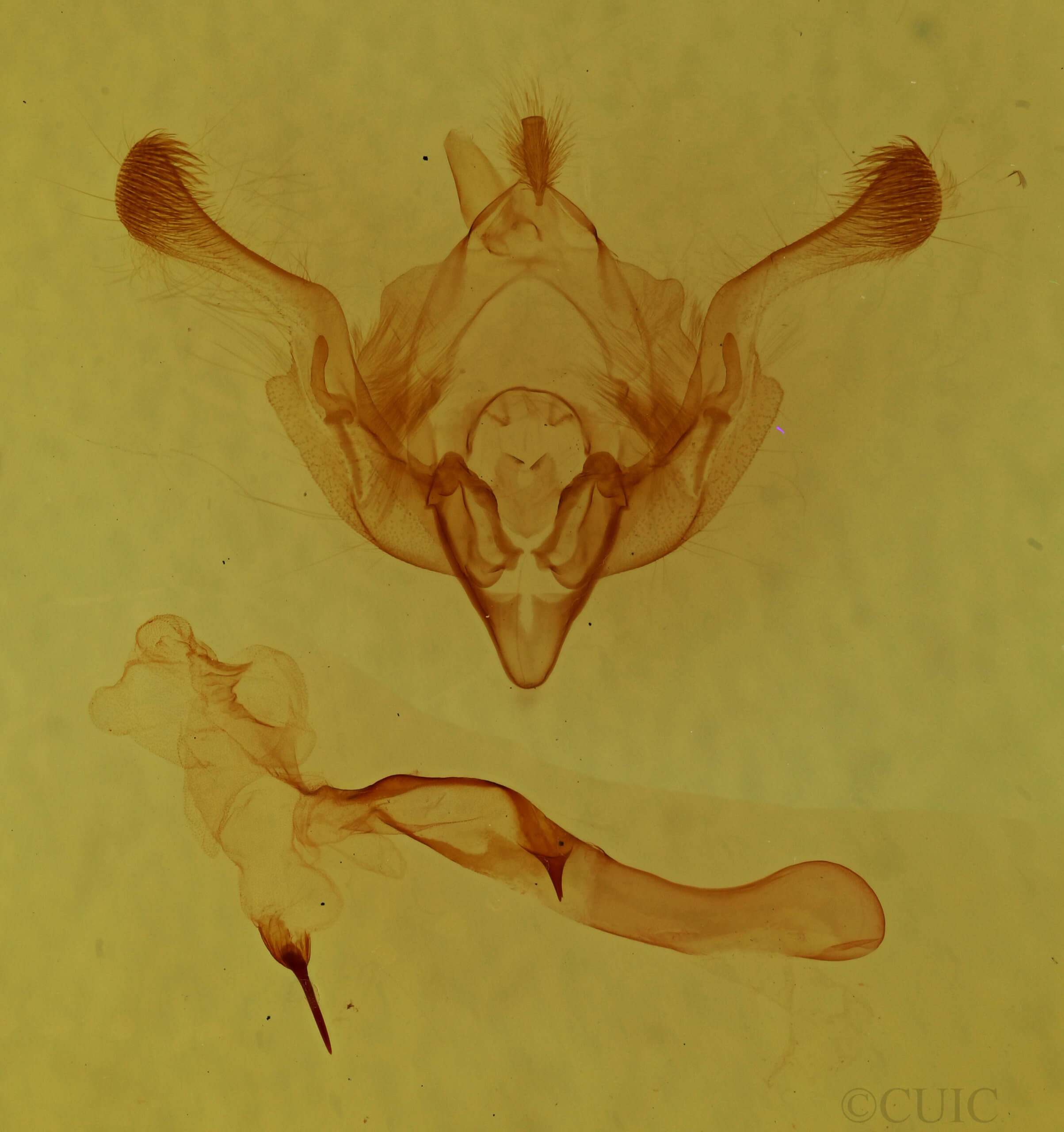 genitalia view of adult Properigea tapeta