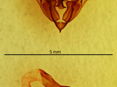 genitalia view of adult Protorthodes oviduca