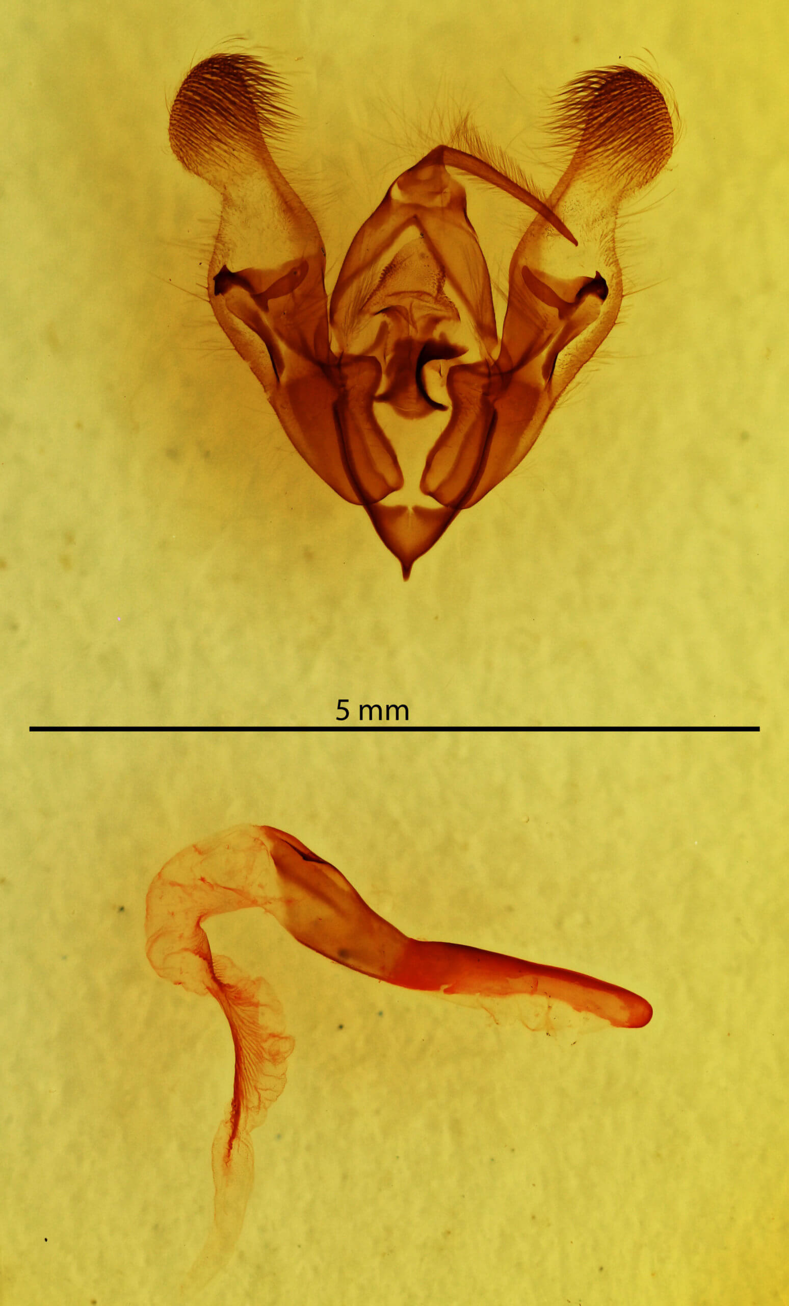 genitalia view of adult Protorthodes oviduca