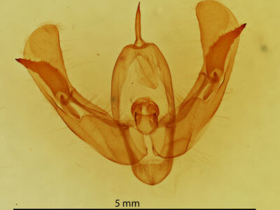 genitalia view of adult Pseudorthodes