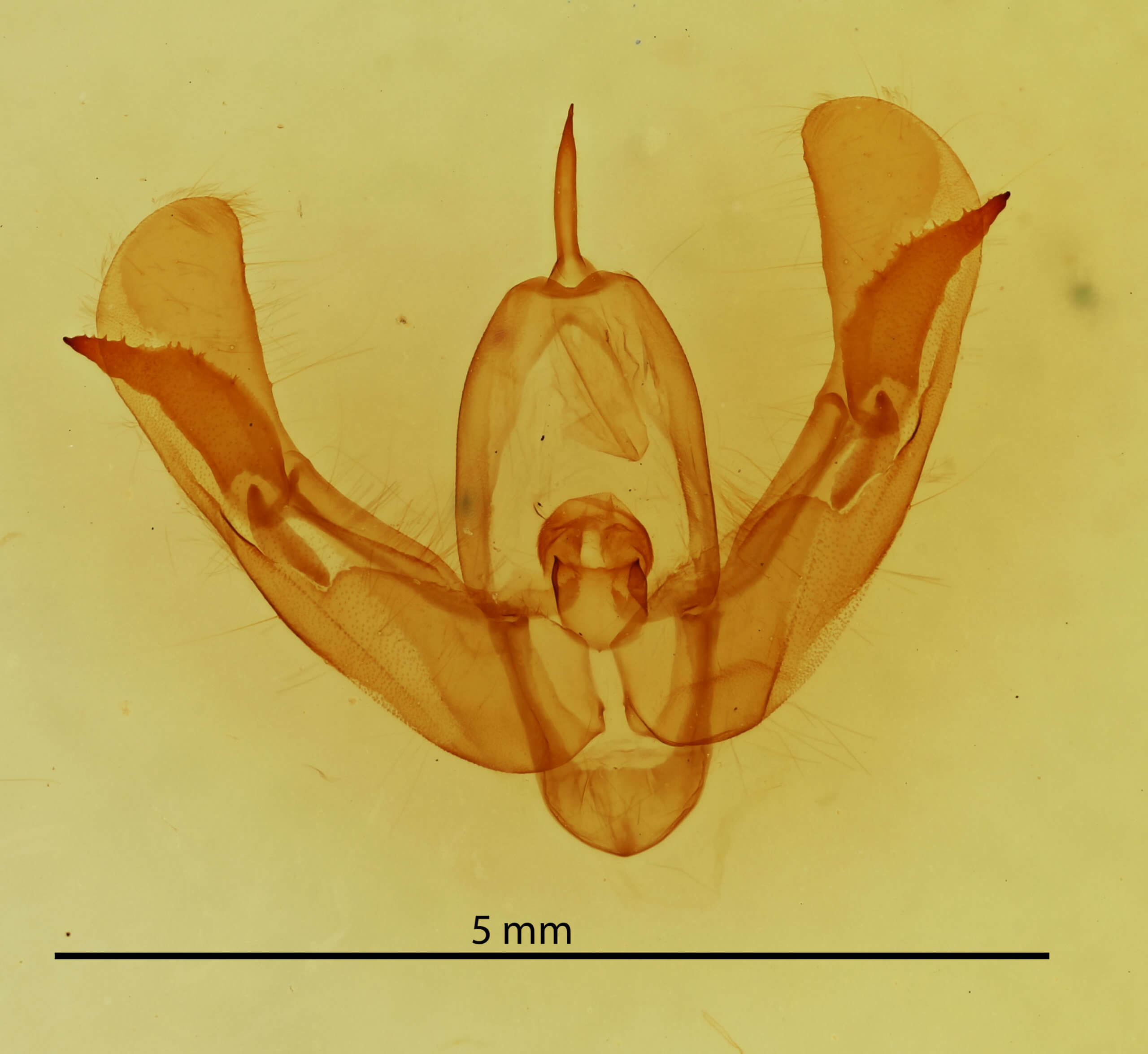 genitalia view of adult Pseudorthodes
