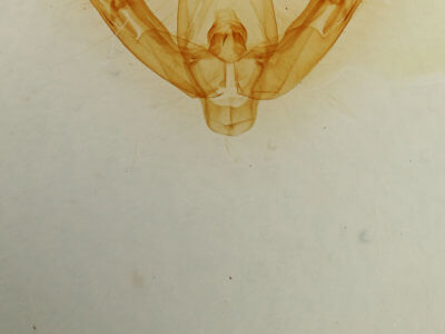 genitalia view of adult Pseudorthodes
