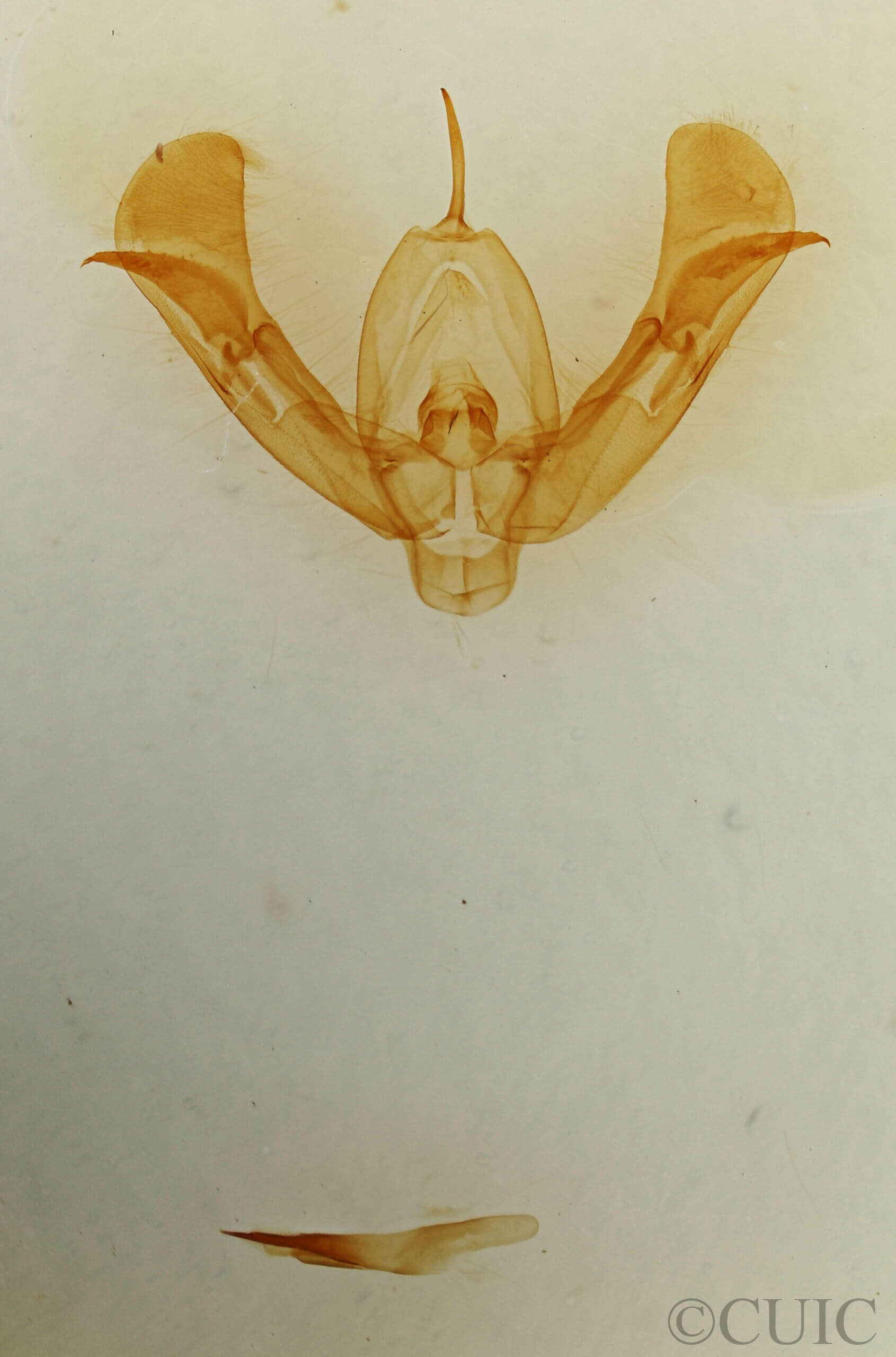 genitalia view of adult Pseudorthodes