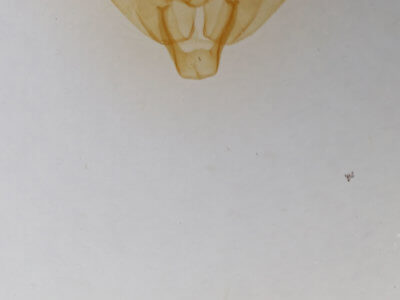 genitalia view of adult Pseudorthodes