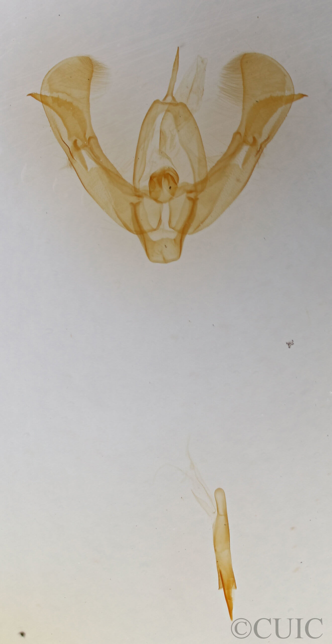 genitalia view of adult Pseudorthodes