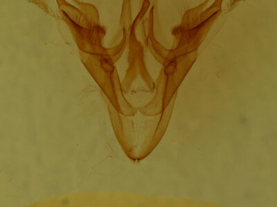 genitalia view of adult Ptichodis  herbarum