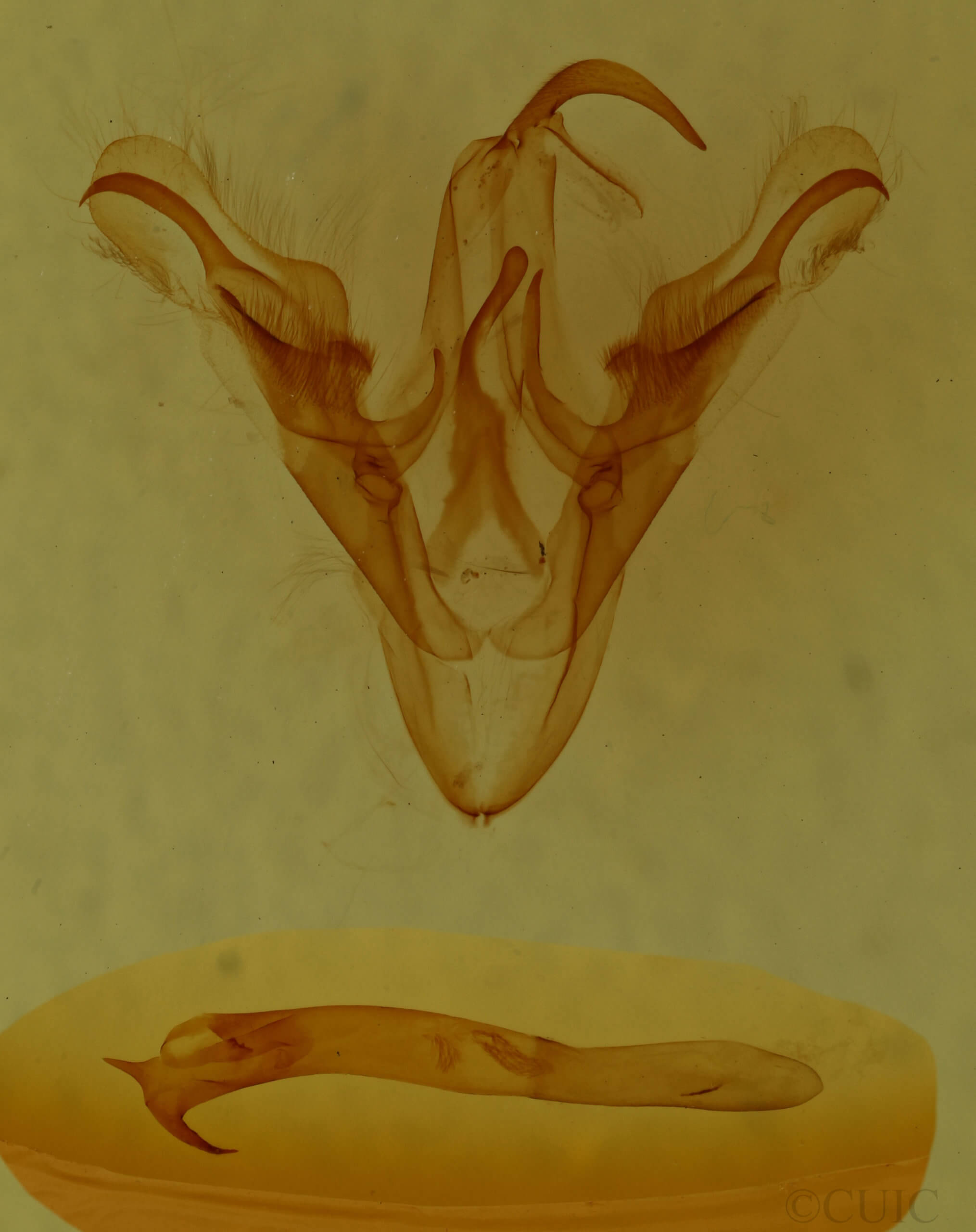genitalia view of adult Ptichodis  herbarum