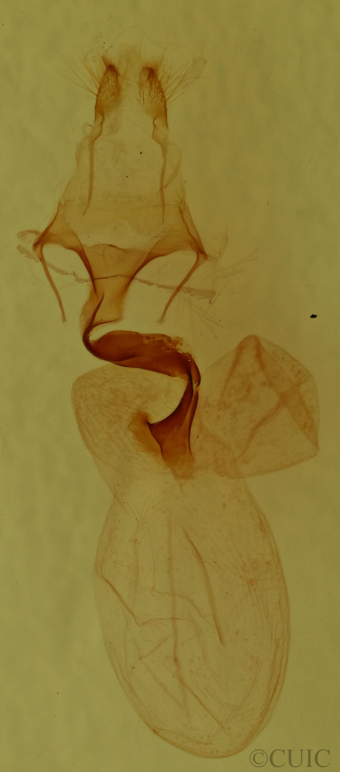genitalia view of adult Pyreferra hesperidago