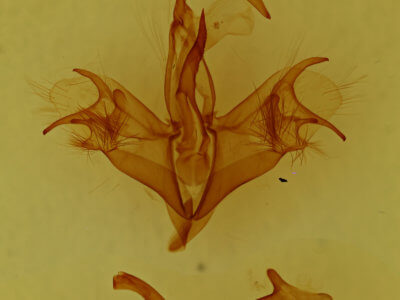 genitalia view of adult Mocis disseverans