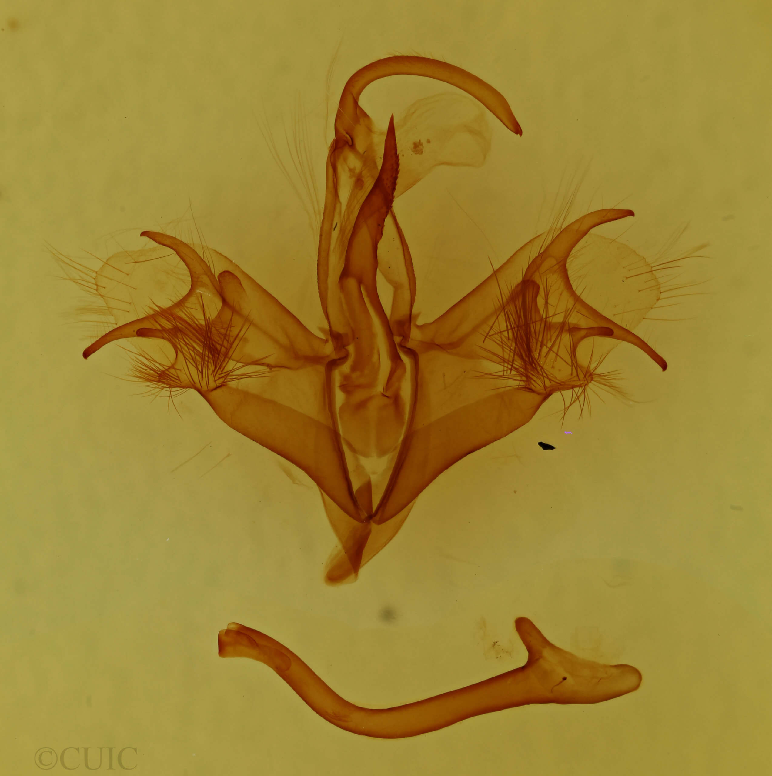 genitalia view of adult Mocis disseverans