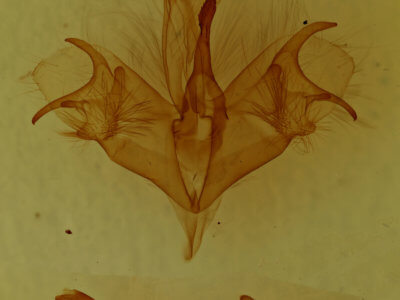 genitalia view of adult Mocis disseverans