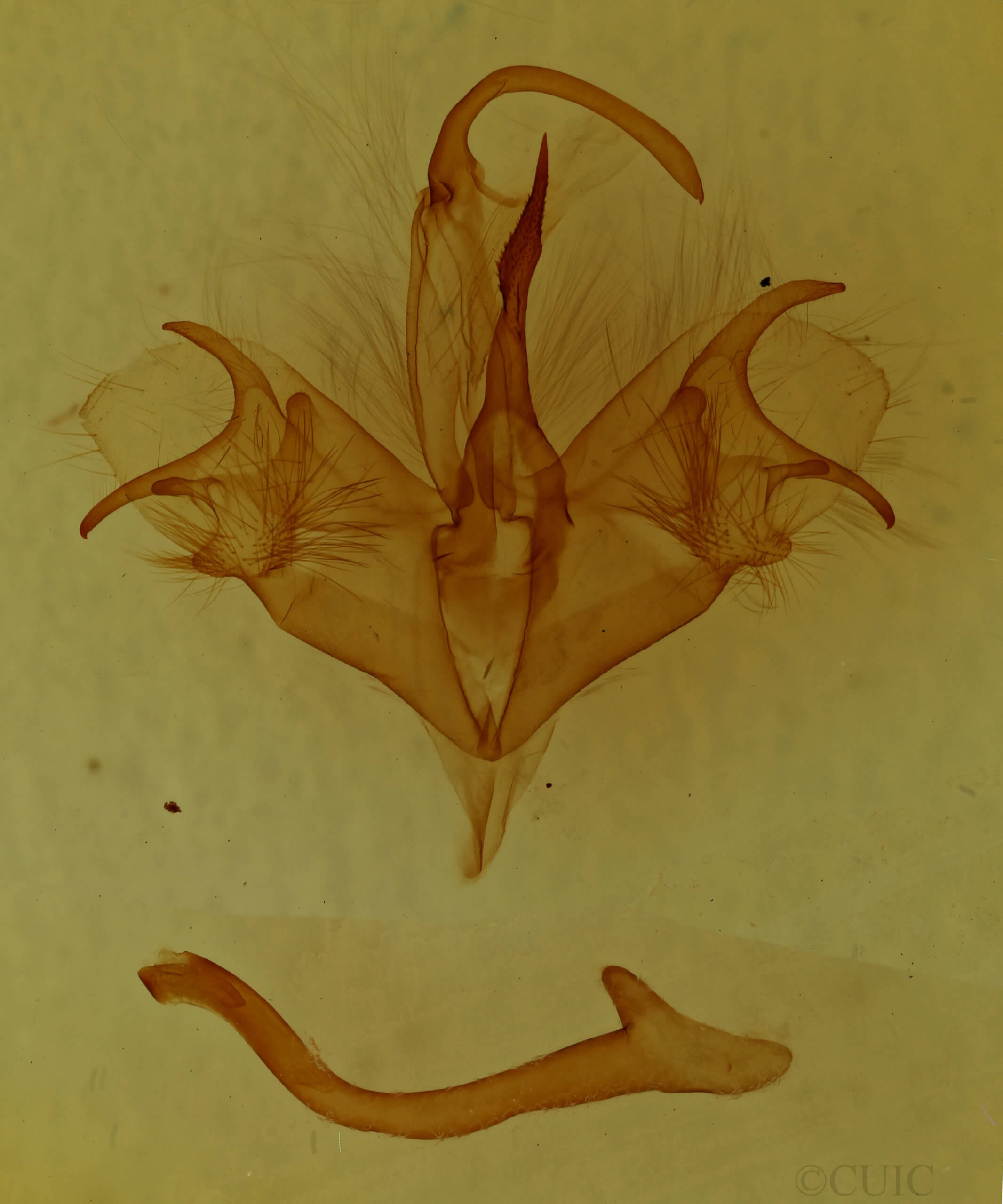 genitalia view of adult Mocis disseverans