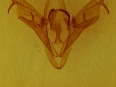 genitalia view of adult Mocis texana
