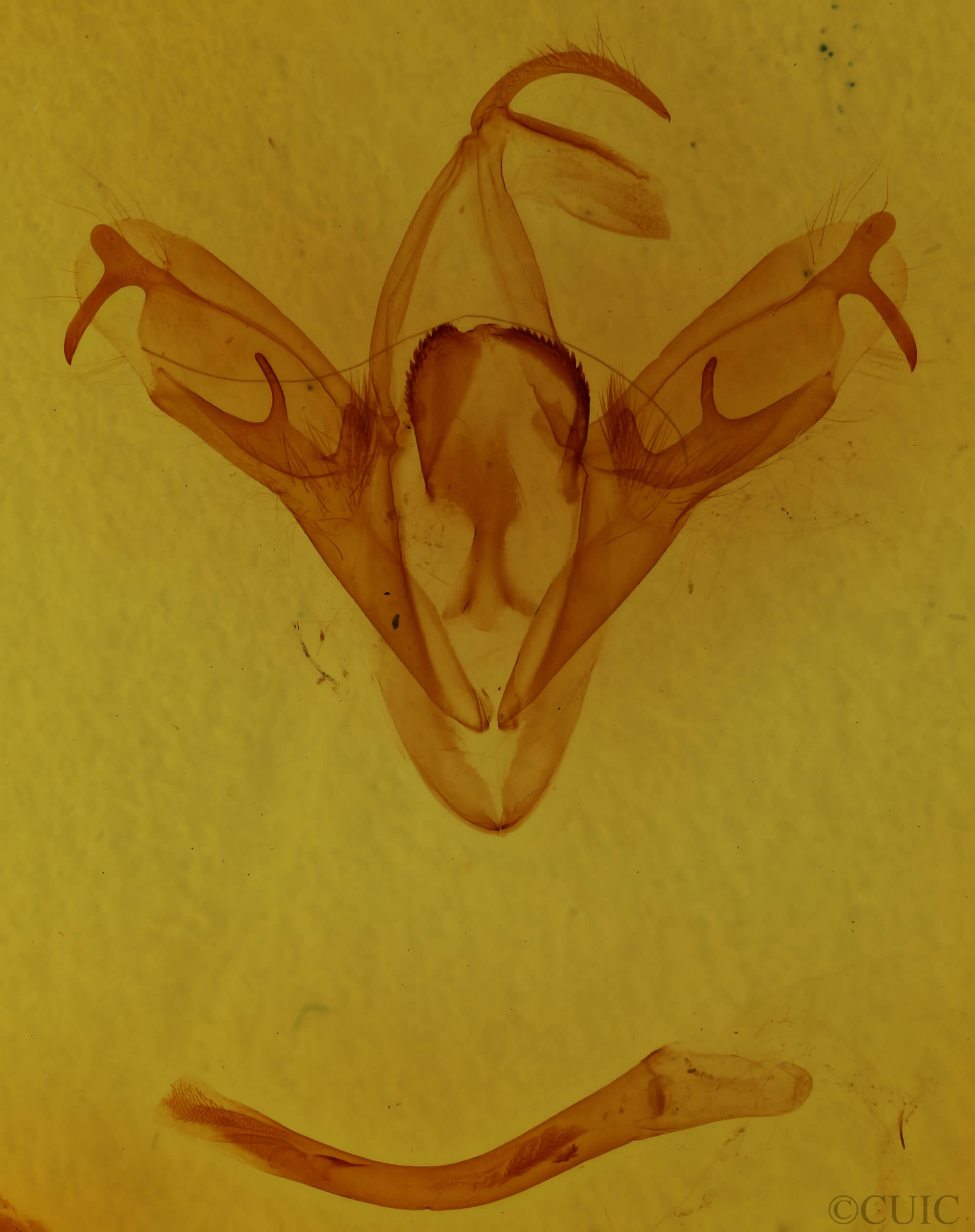 genitalia view of adult Mocis texana