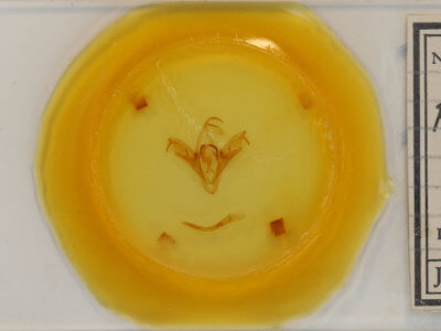 slide view of adult Mocis texana