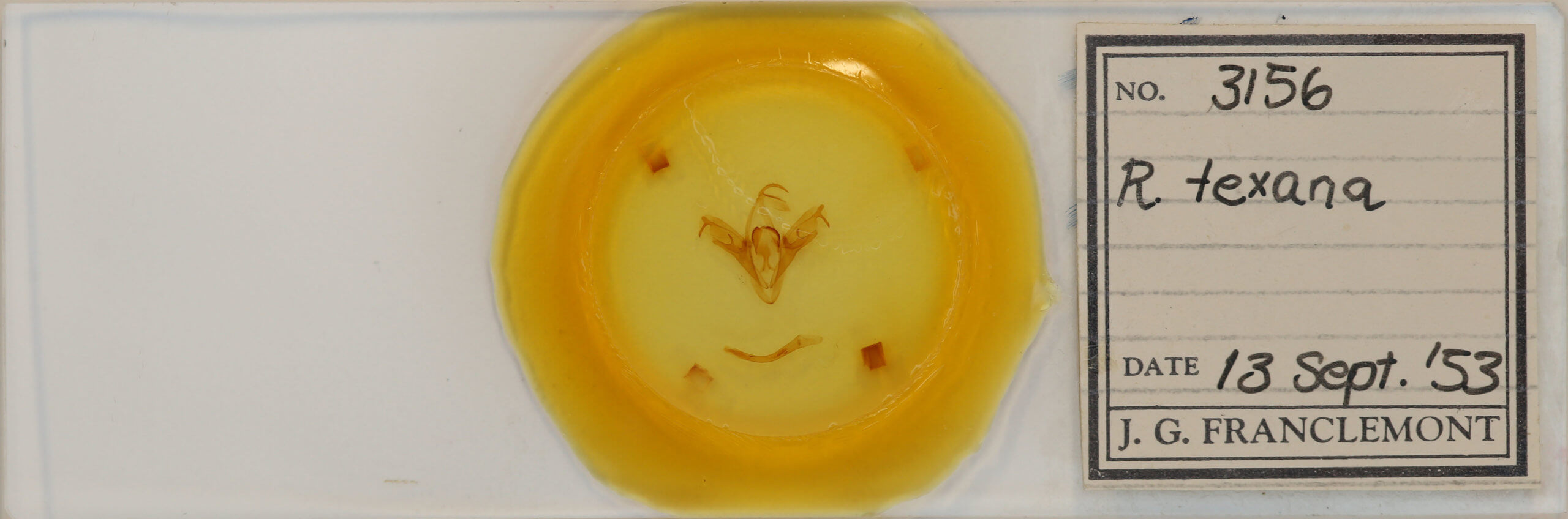 slide view of adult Mocis texana