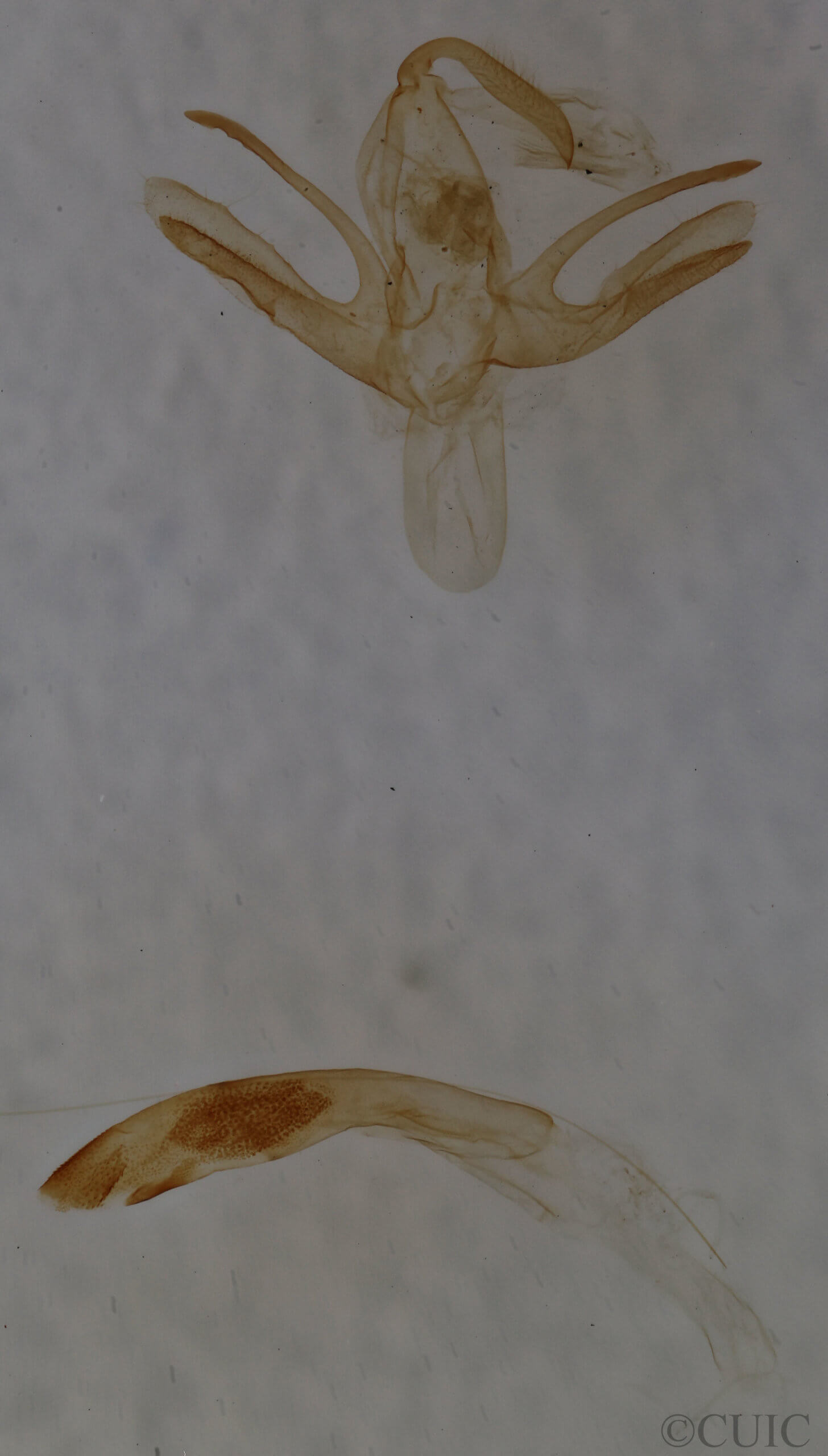 genitalia view of adult Renia nemoralis